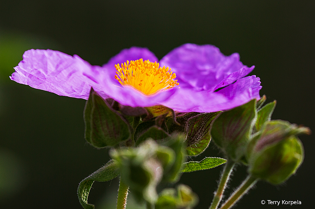 Berkeley Botanical Garden   