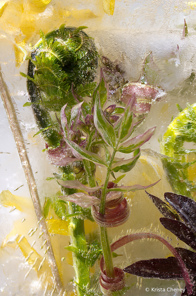 Fiddlehead and Jacob's ladder in ice