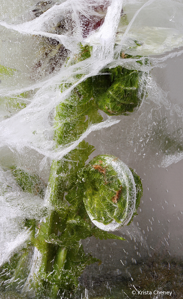 Fiddleheads in ice