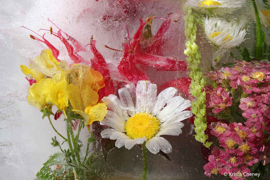 Daisy, bee balm, and nemesia in ice