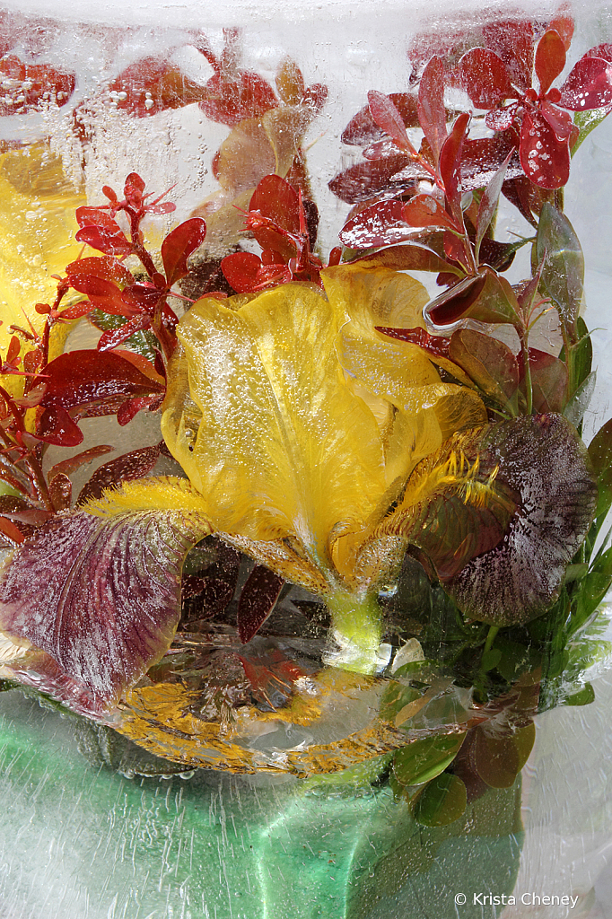 Yellow iris and barberry in ice