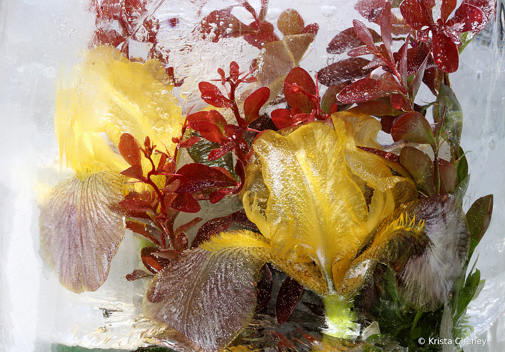 Yellow irises and barberry in ice