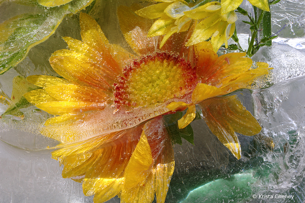 Blanket flower in ice II