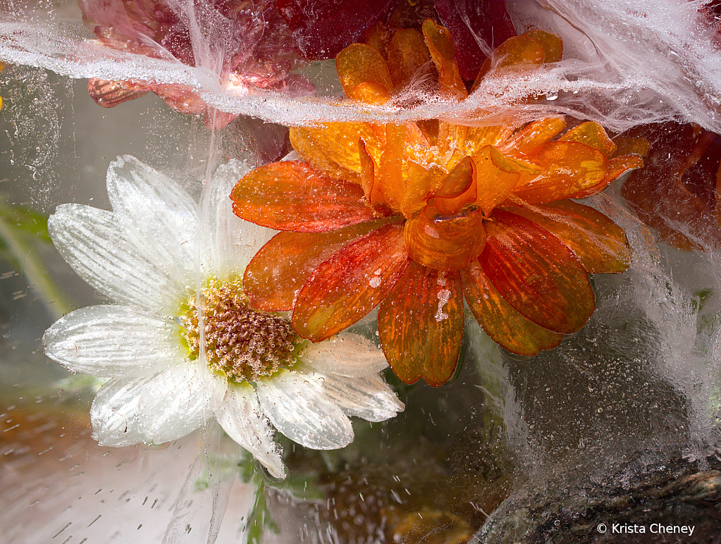 Orange and white zinnias in ice