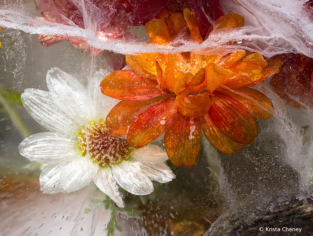 Orange and white zinnias in ice