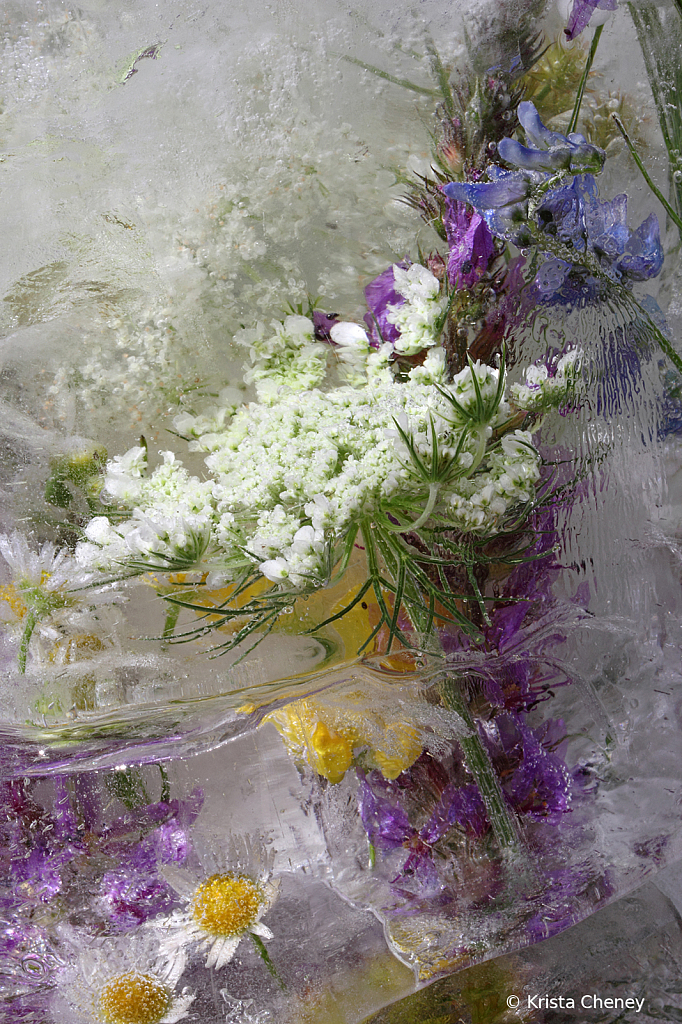 Queen Anne's lace in ice