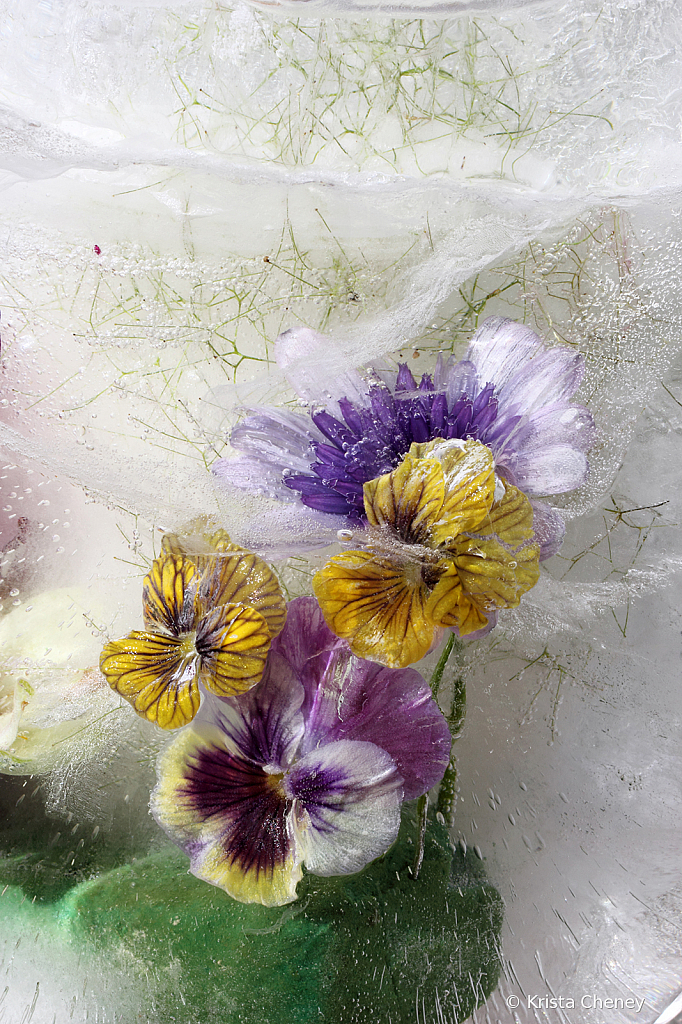 Pansy and violas in ice