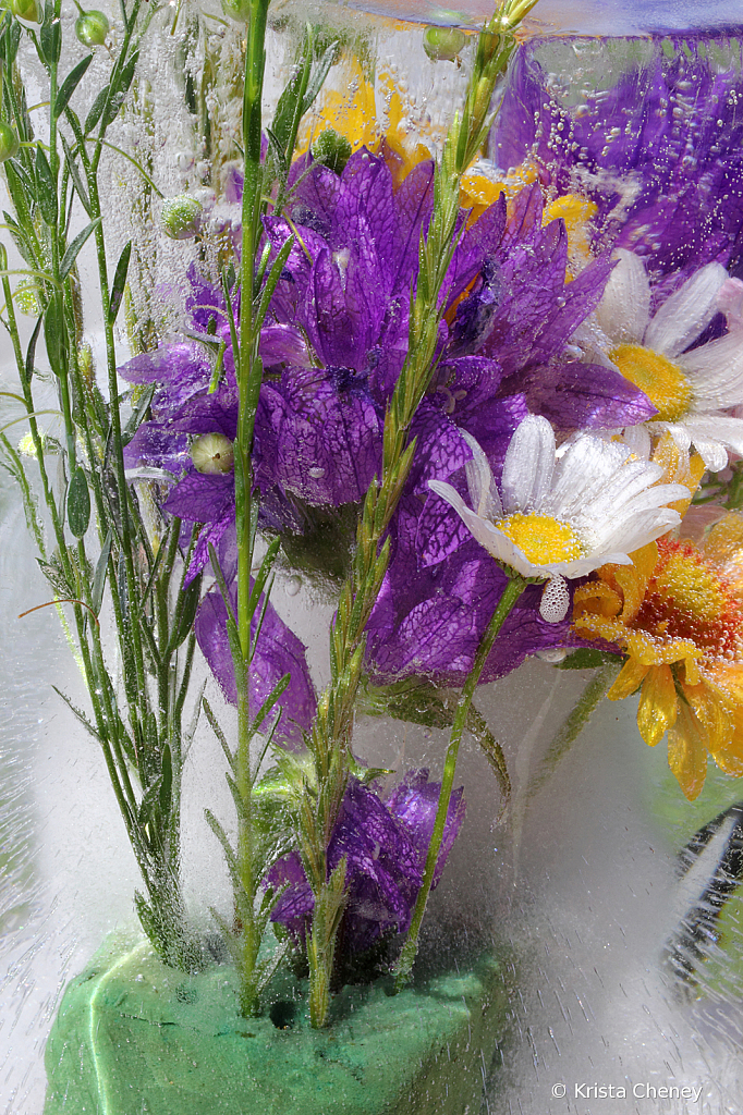 Bellflower and daisies in ice