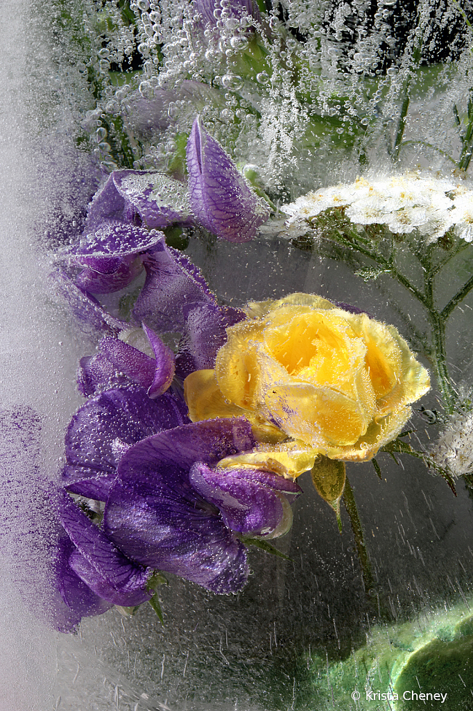 Yellow rose and sweet pea in ice