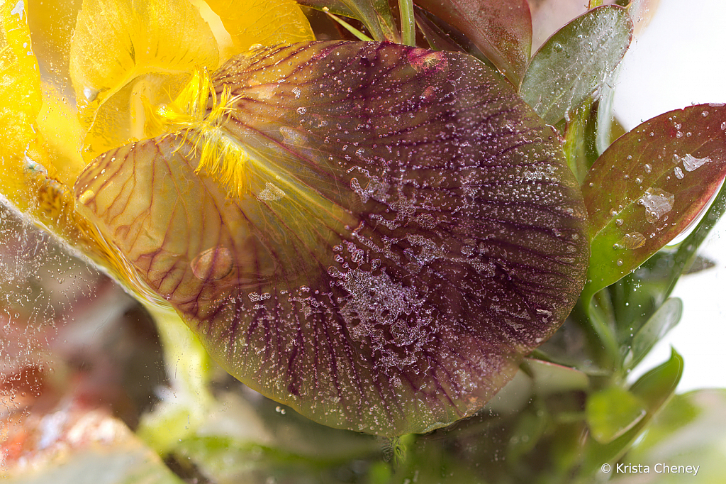Yellow iris petal in ice