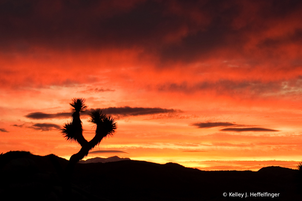 Joshua Tree Sunset