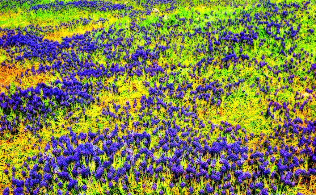 A natural violet embroidery.