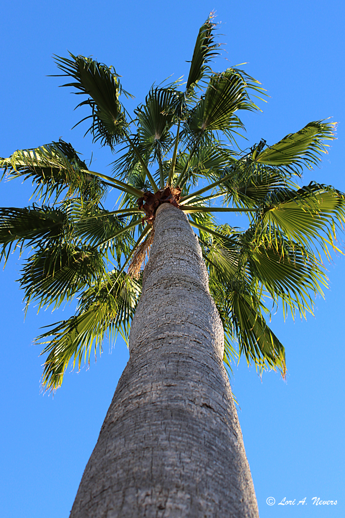 Under a Palm Tree 2