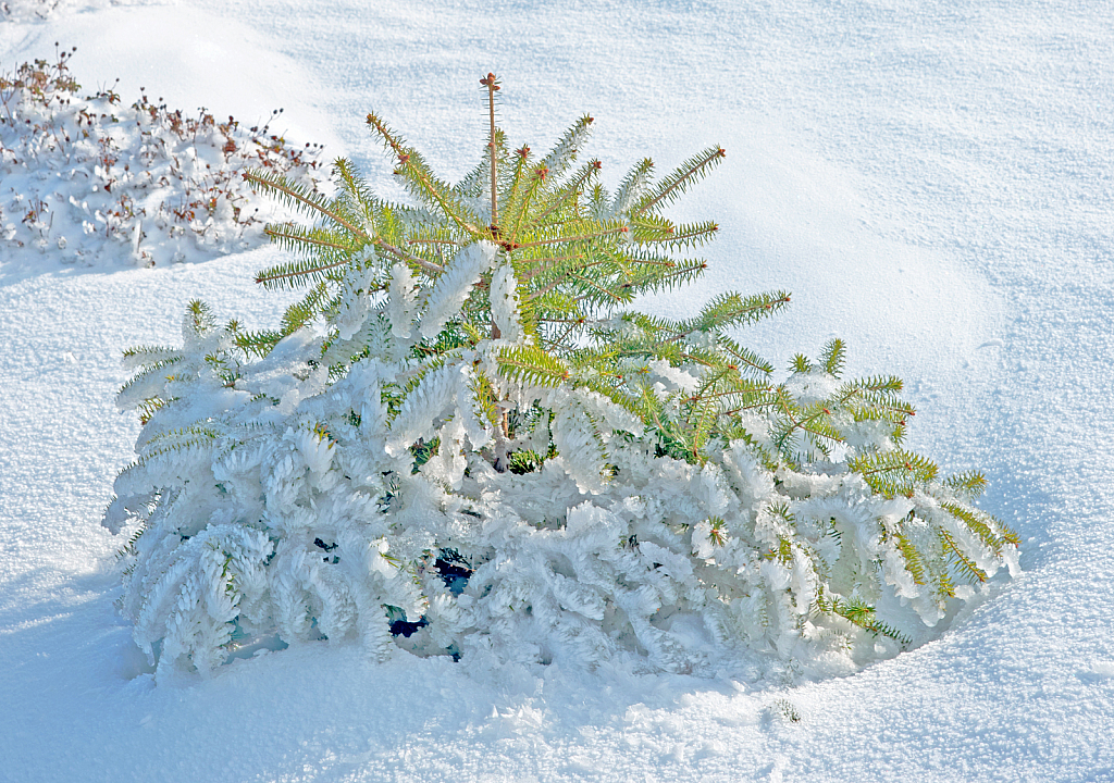 Frozen young Fir-tree.