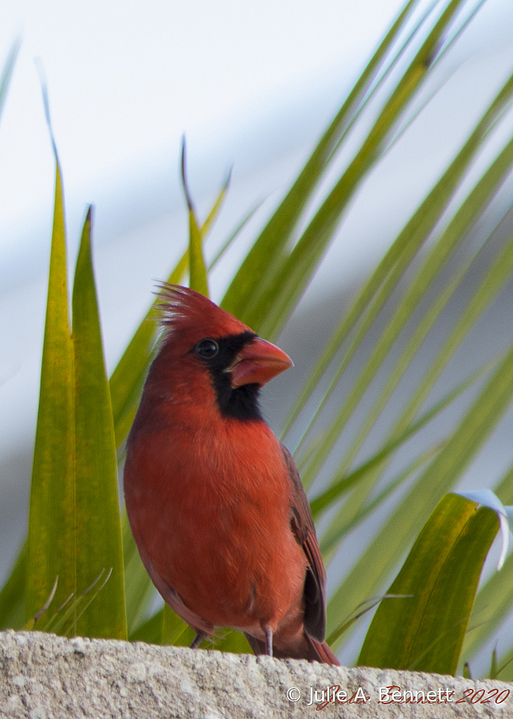 PapaBird
