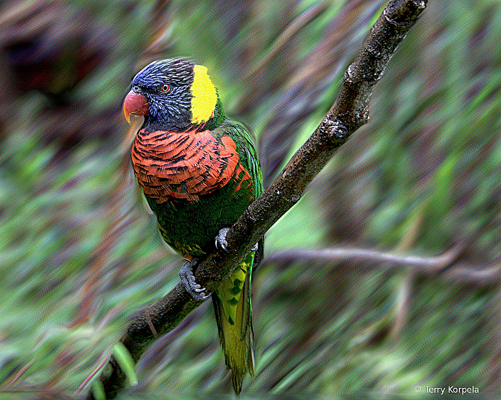 Lorikeet