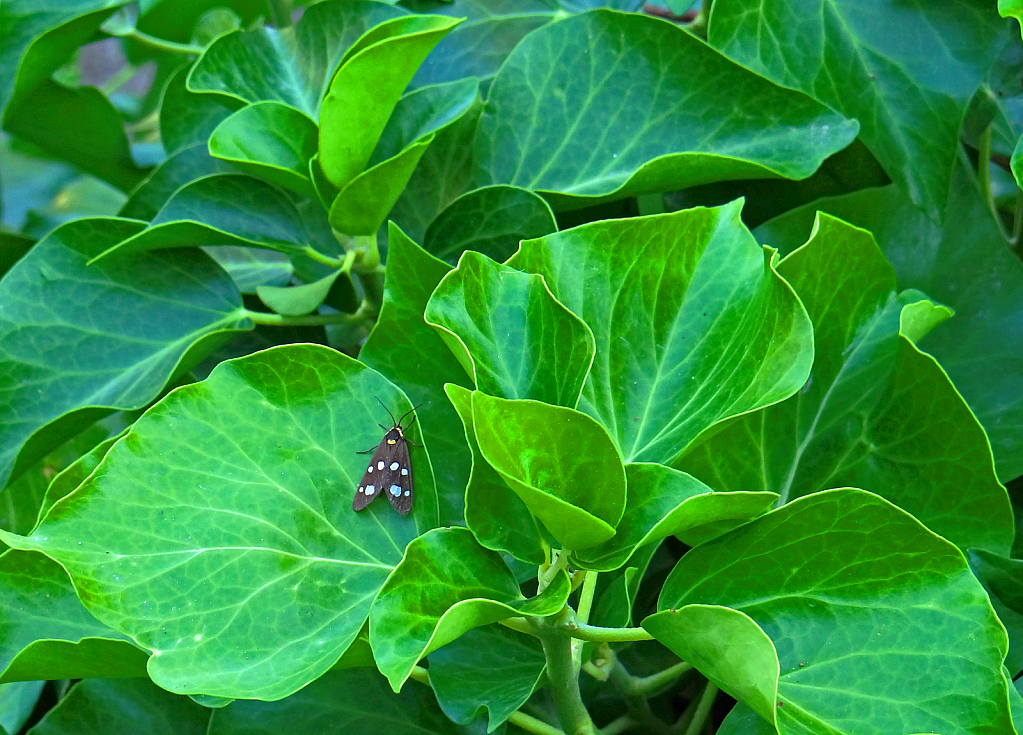 Deep green.