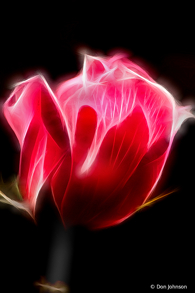 Special Artistic Rose 10-4-19 178
