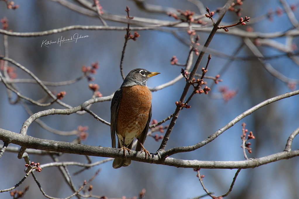 Robin Shows Up For Spring!