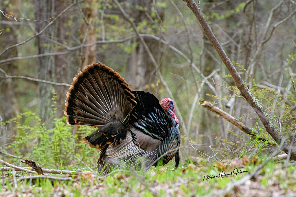 Busy Turkey!