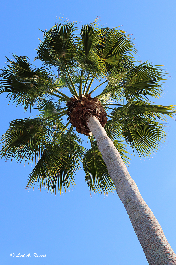 Under a Palm Tree 3
