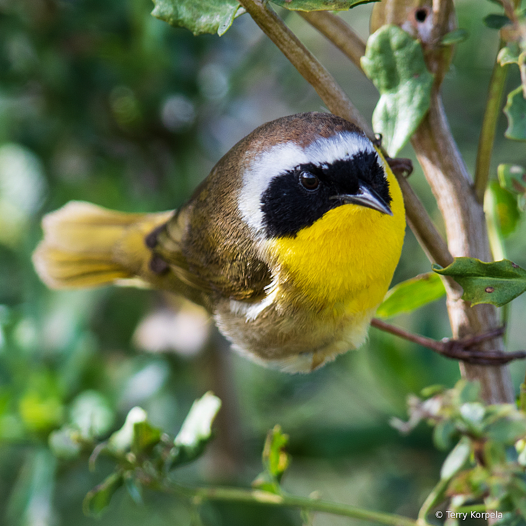 Common Yellowthroat (male)