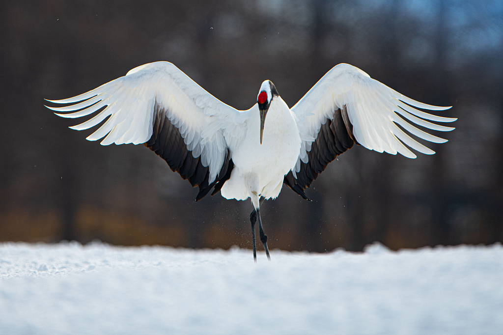Red Crowned Cranes Taking a Courtsey