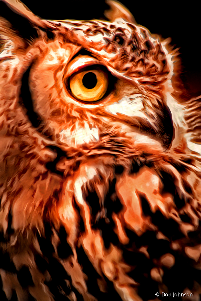 Artistic Owl Close Up 11-10-19 127