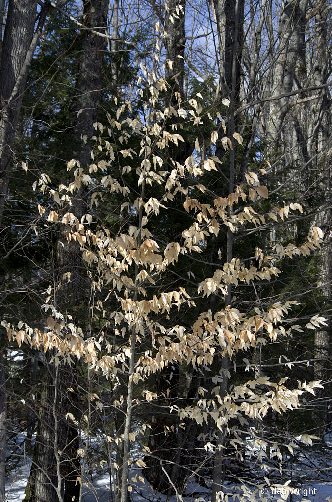 Just a Pretty Tree