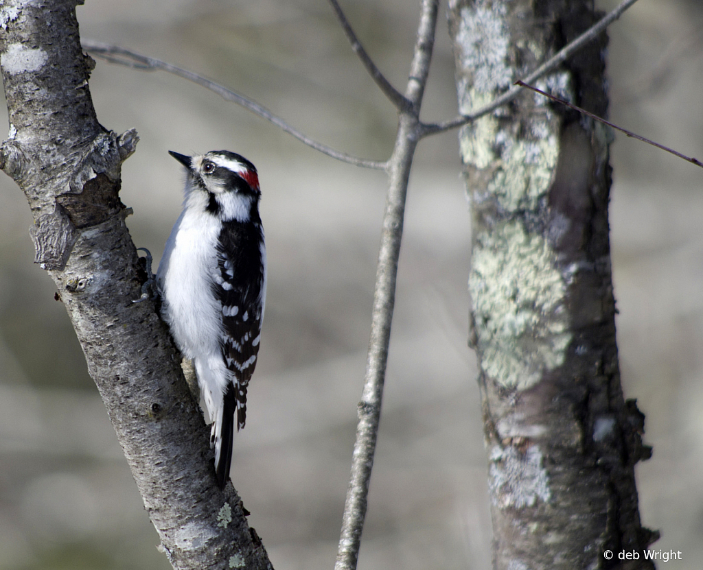 Downy Woodpecker