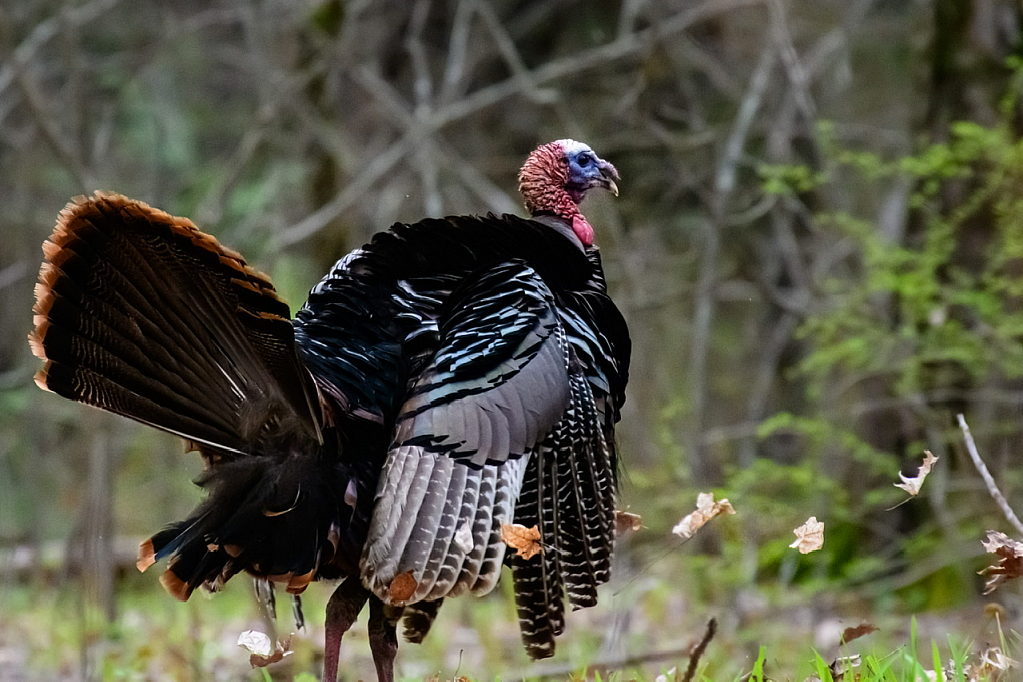 Turkey Doing His Spring Dance!