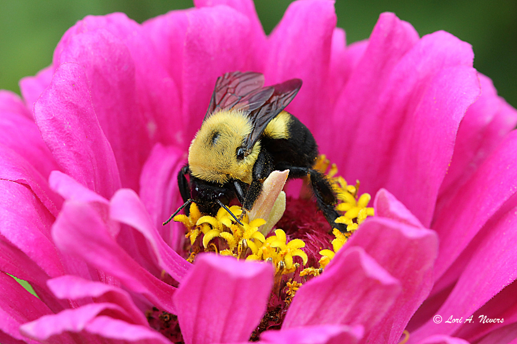 Bee on a Zinnia