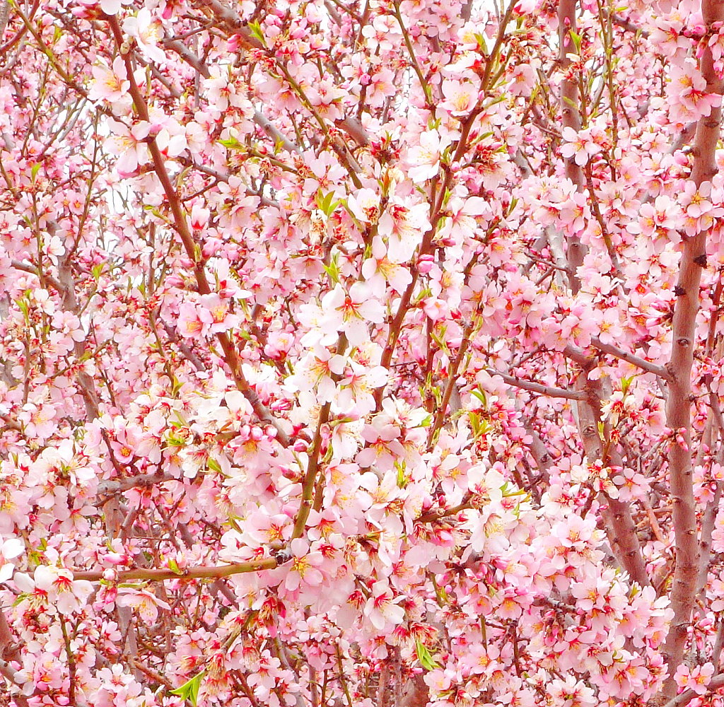  Cherry in full bloom.