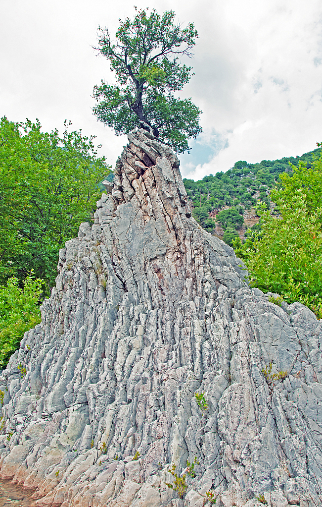 The tree on top of the rock.