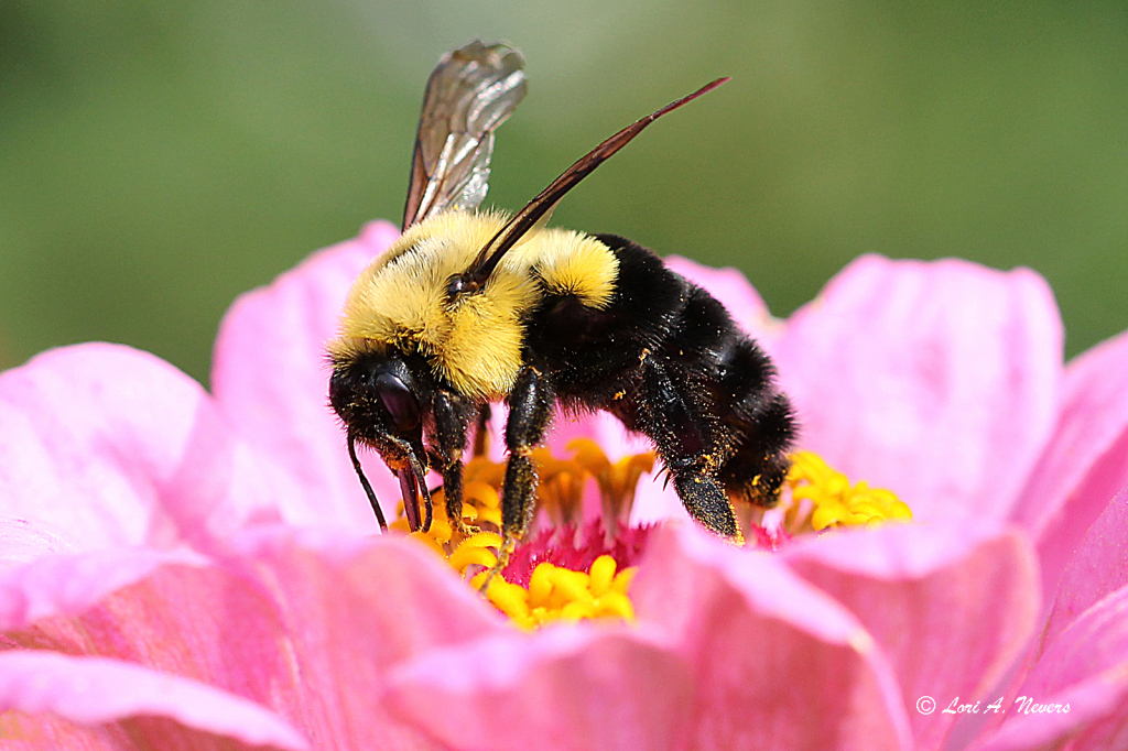 Bumble Bee