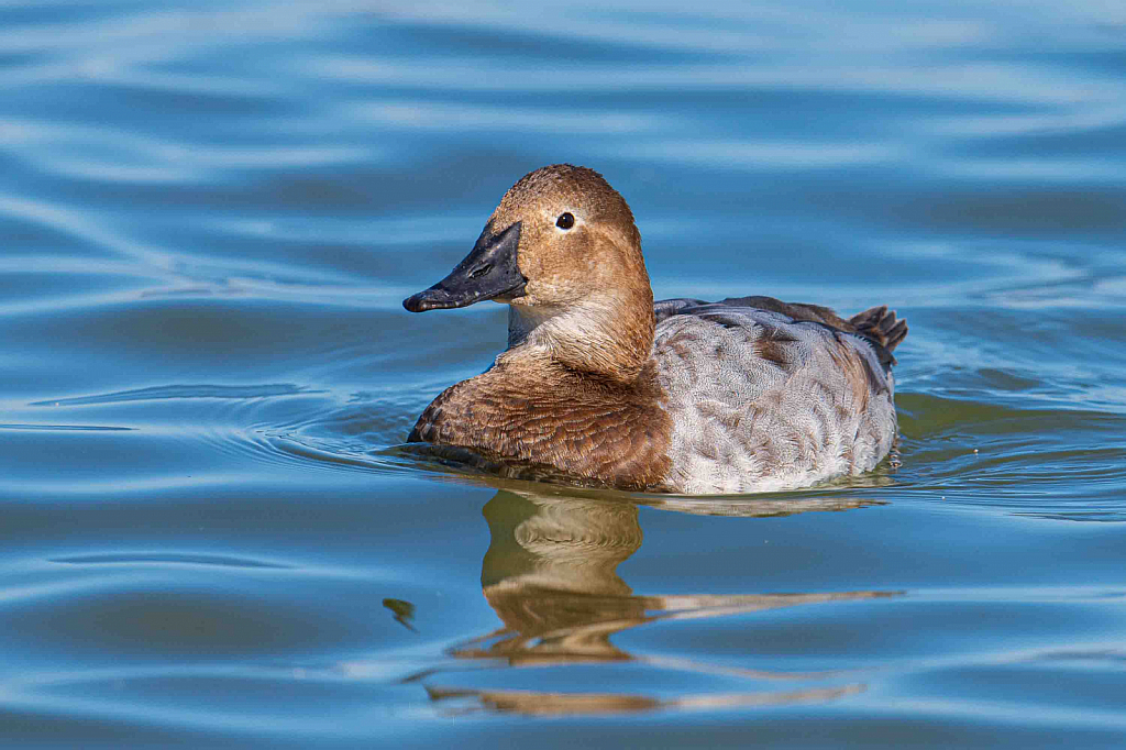 Mrs. Canvasback