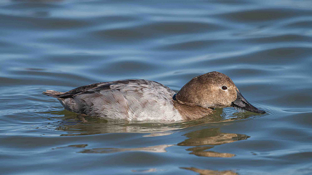 Skimming Canvasback