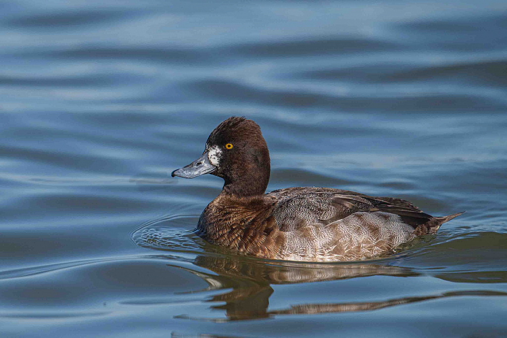 Female Lesser Scaup