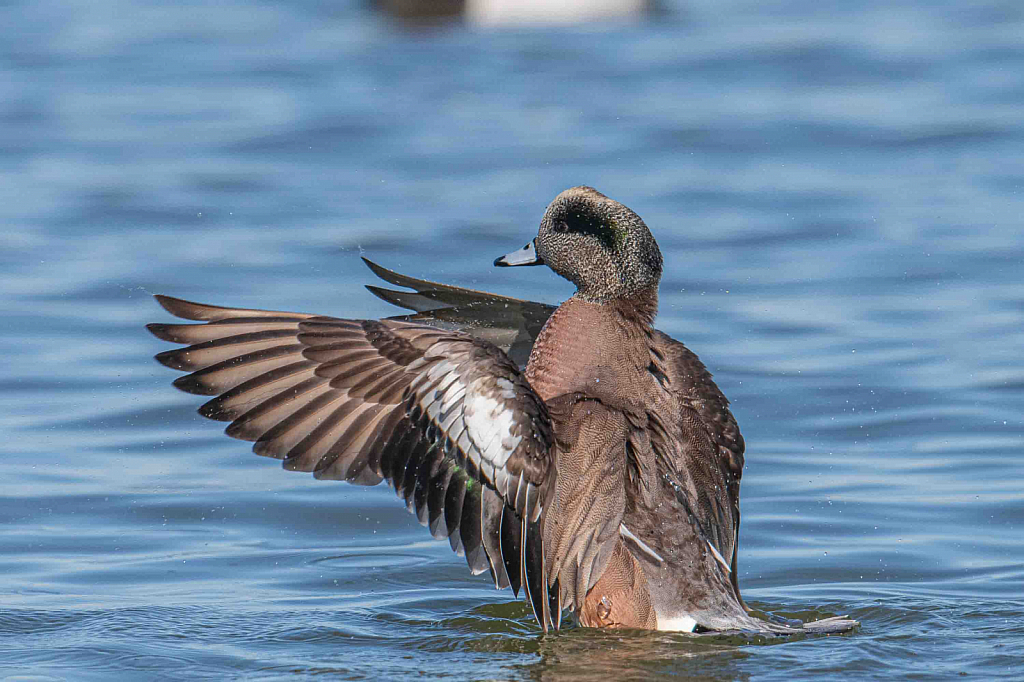 Flappin' Widgeon