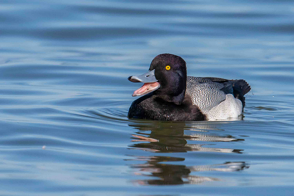 Happy Scaup