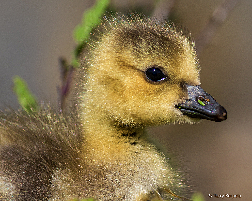 Gosling