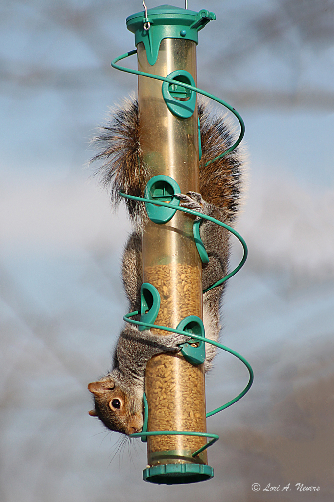 Squirrel