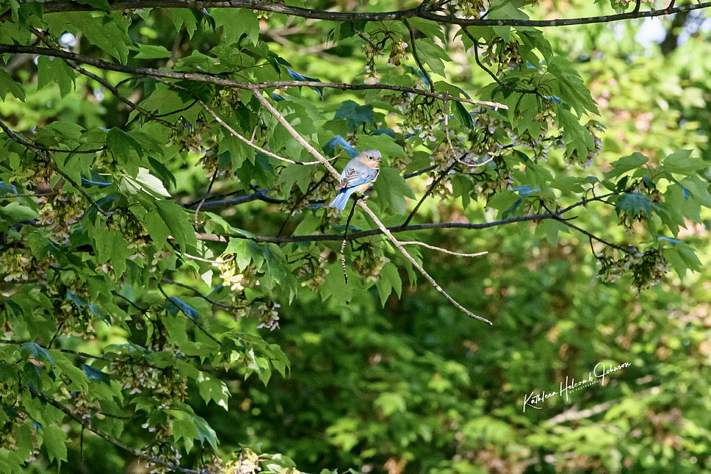 Bluebird In The Tree!