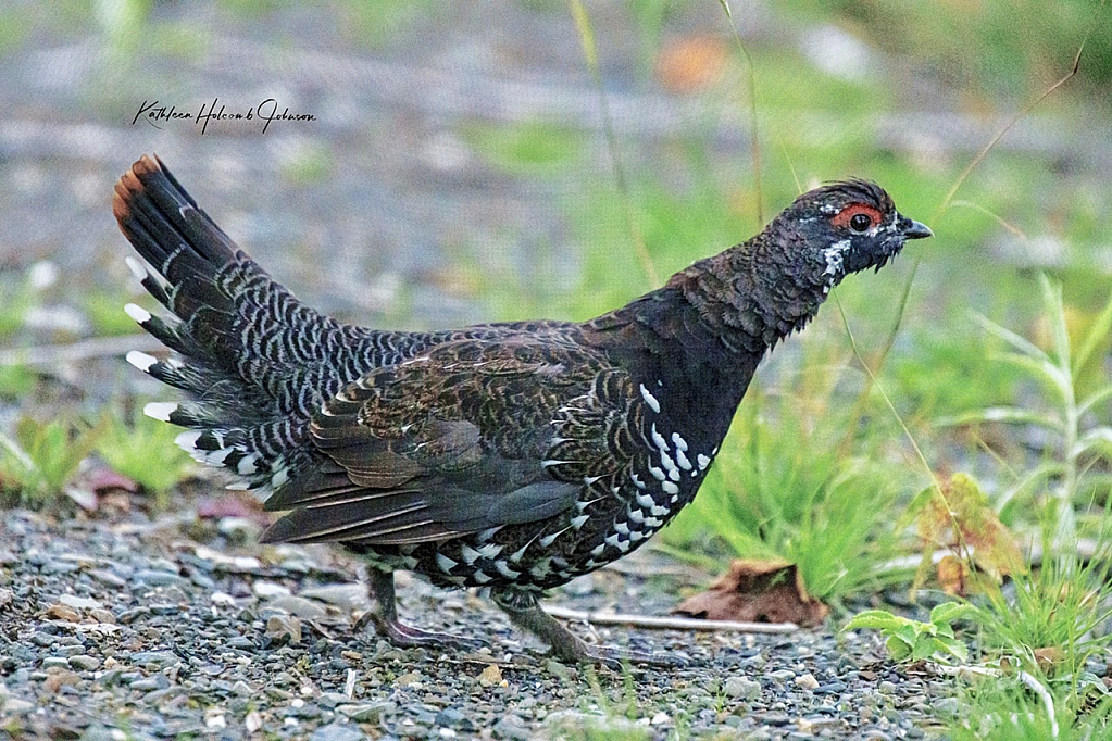 We See You - Bruce Grouse!