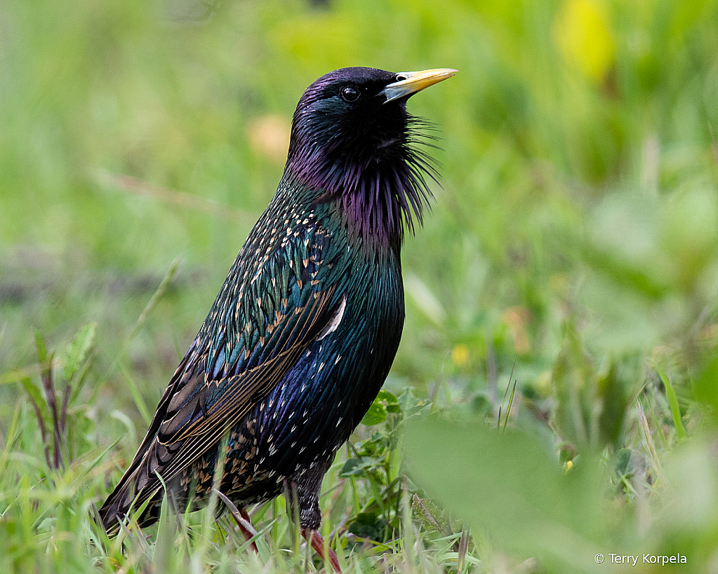 European Starling