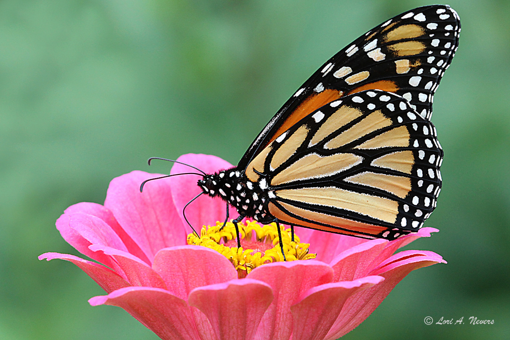 Monarch