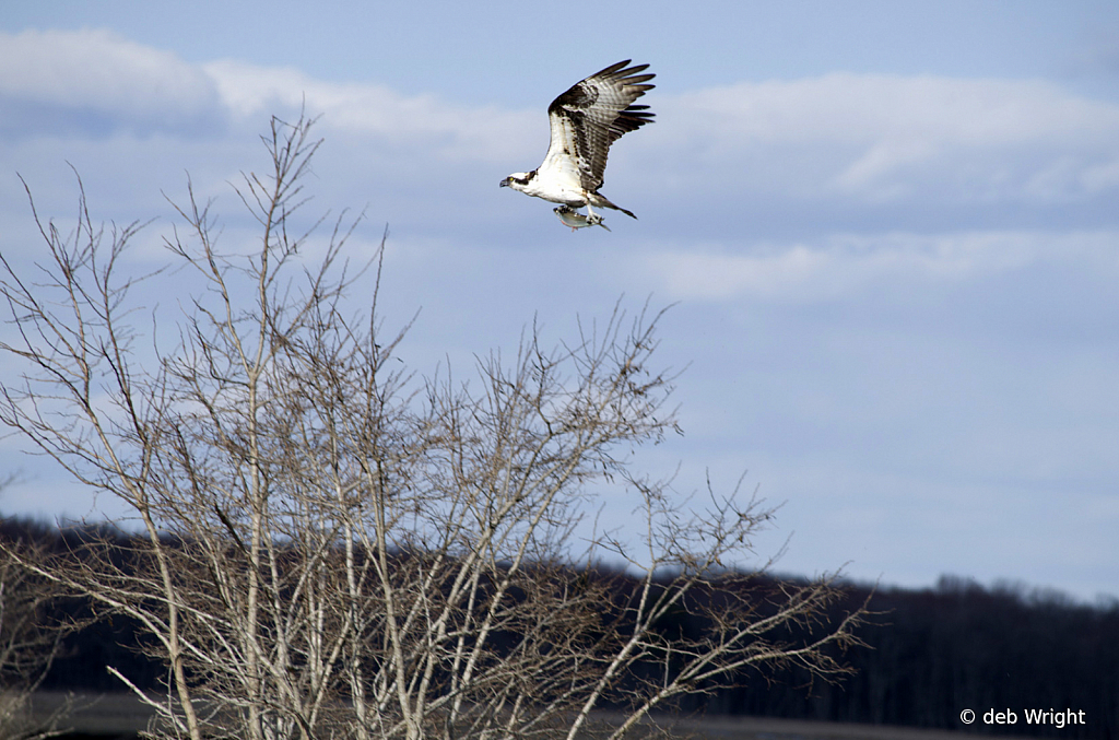 Ospery with catch