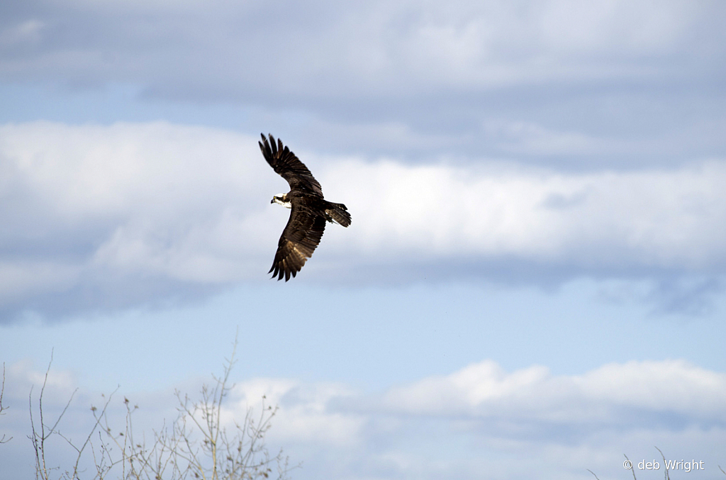 Ospery In Flight