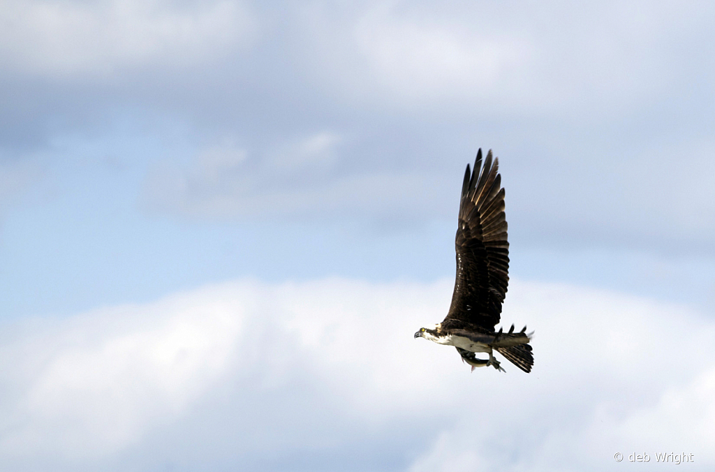 Ospery Flying Over Marsh