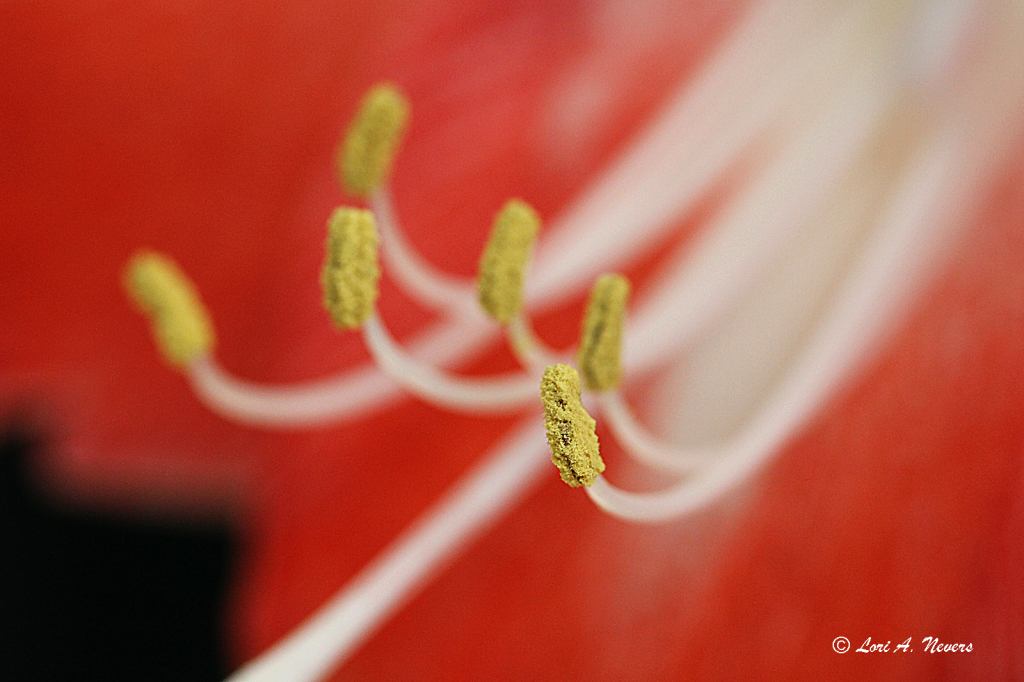 Amaryllis